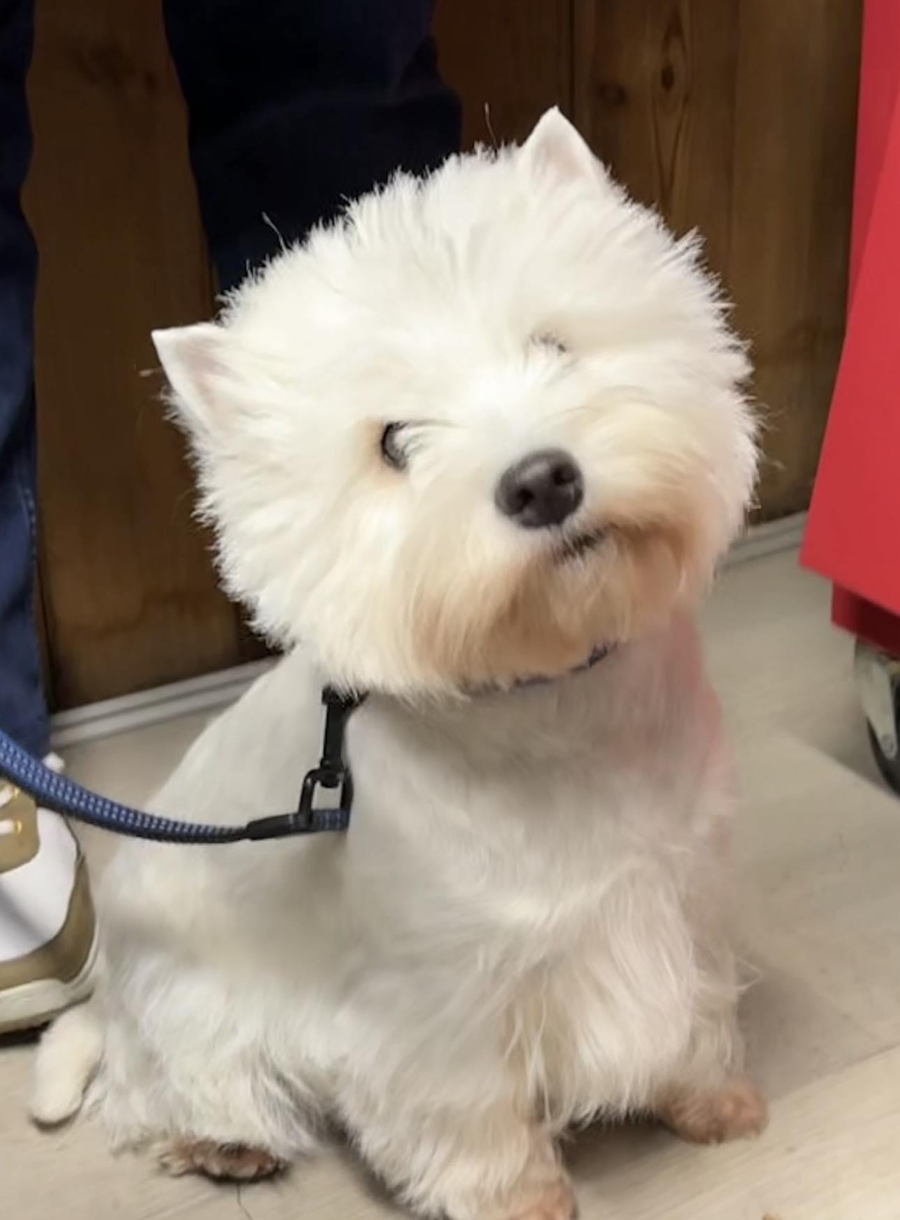 Luna bij de trimmer voordat ze op show moest gaan.